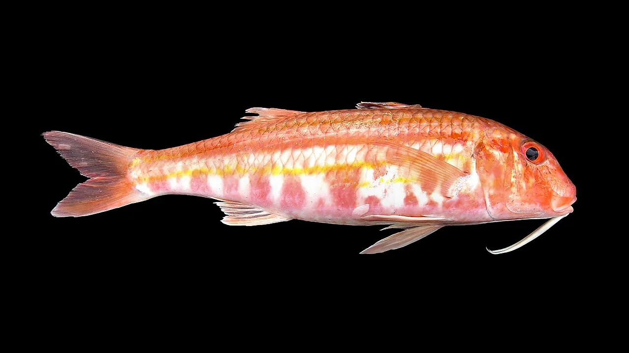 Barbun (kg)