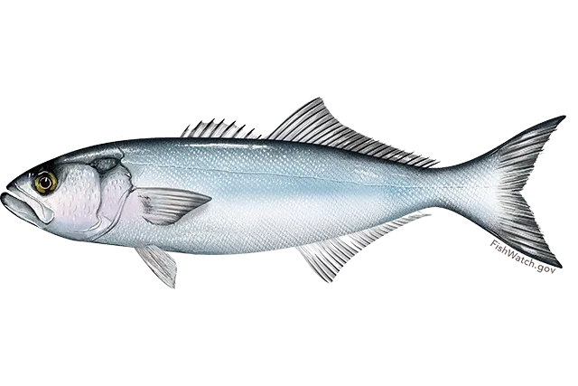 Kofana (kg)