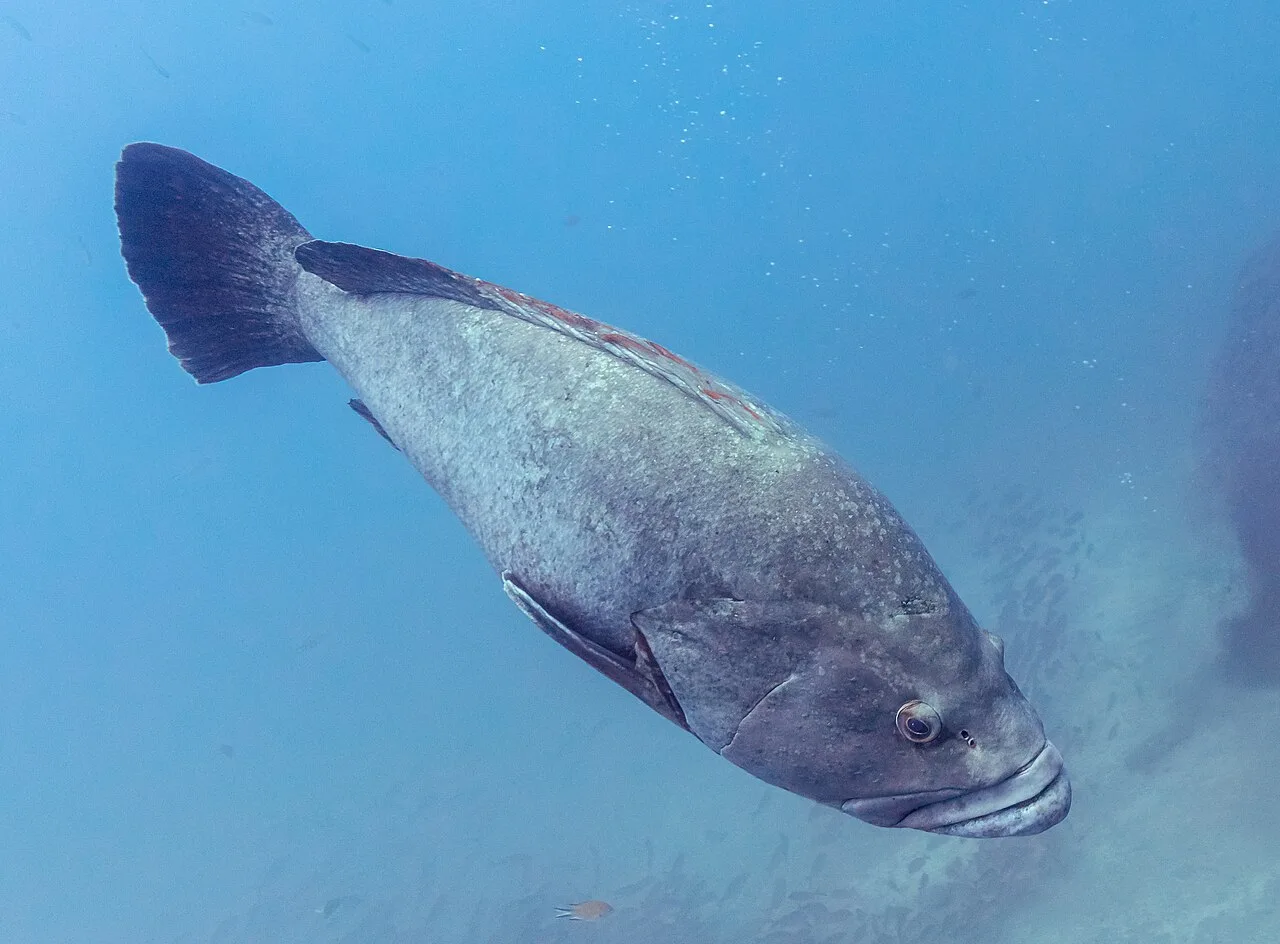 Kaya Lagosu (kg)