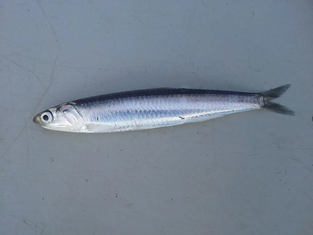 Hamsi (kg)