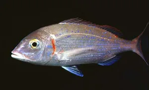 Mercan (kg)